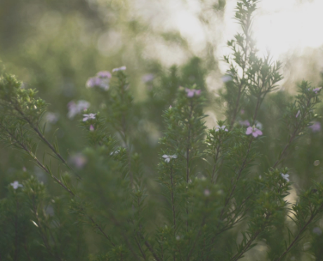 Δενδρολίβανο
