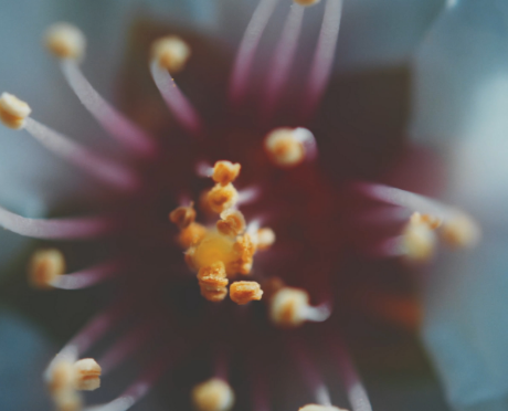 Μελισσόχορτο